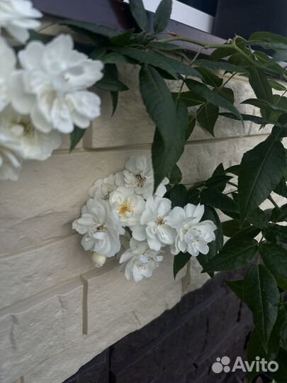 Саженцы роз