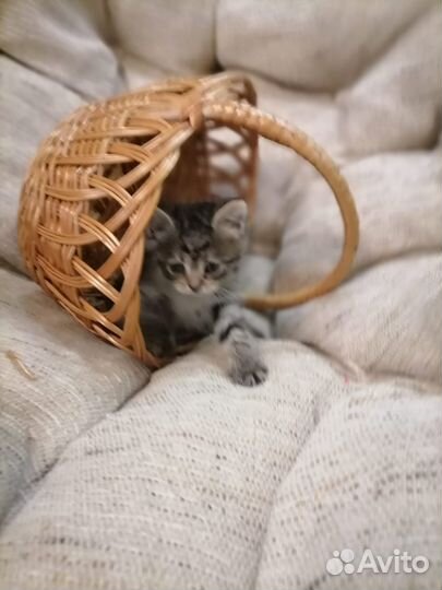 Отдам котенка