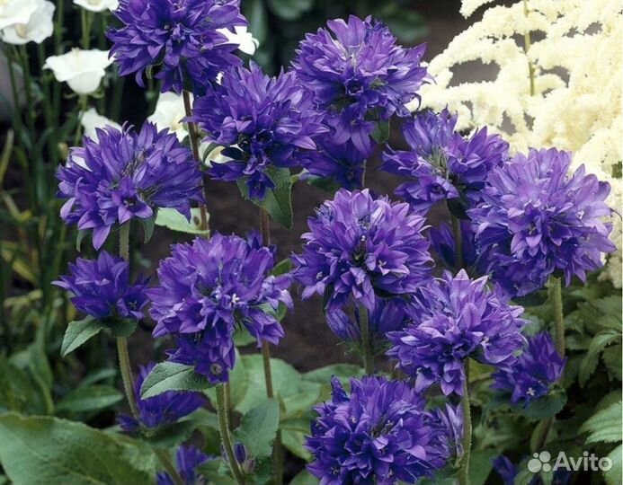 Колокольчики