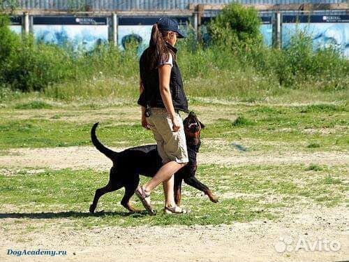 Кинолог. Дрессировка собак