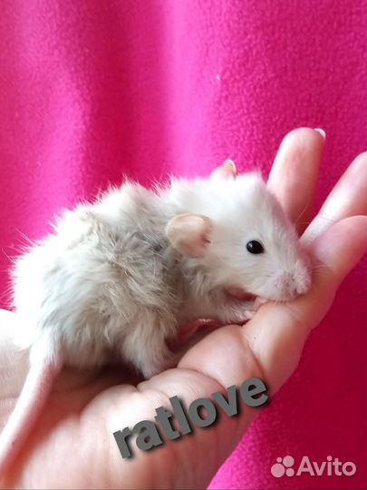 Крысята дамбо лонг с длинной шерстью