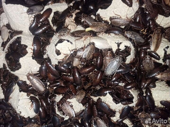 Мраморные Тараканы