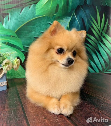 Стрижка собак/кошек Груминг/Экспресс-Линька/Вычес