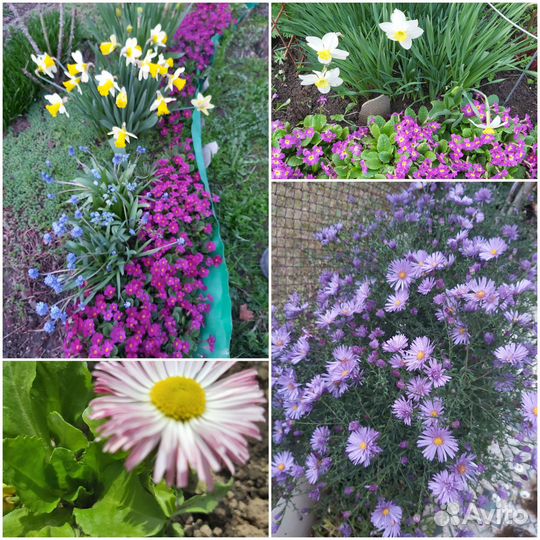 Многолетние цветы