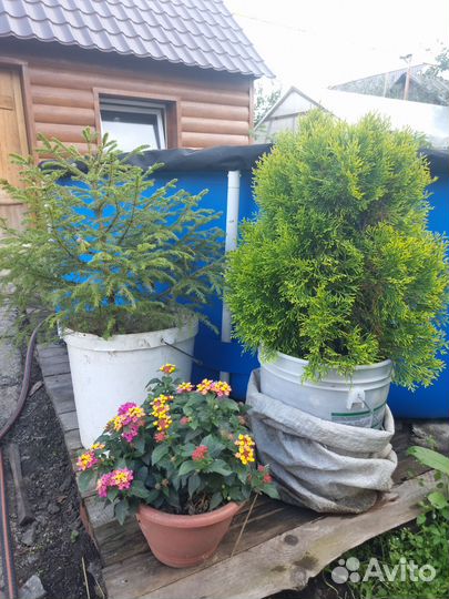 Туя голден смарагд