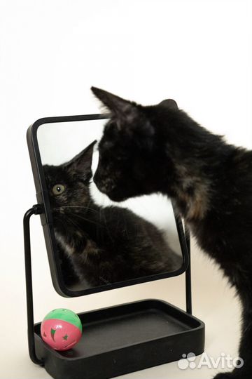 Котенок девочка