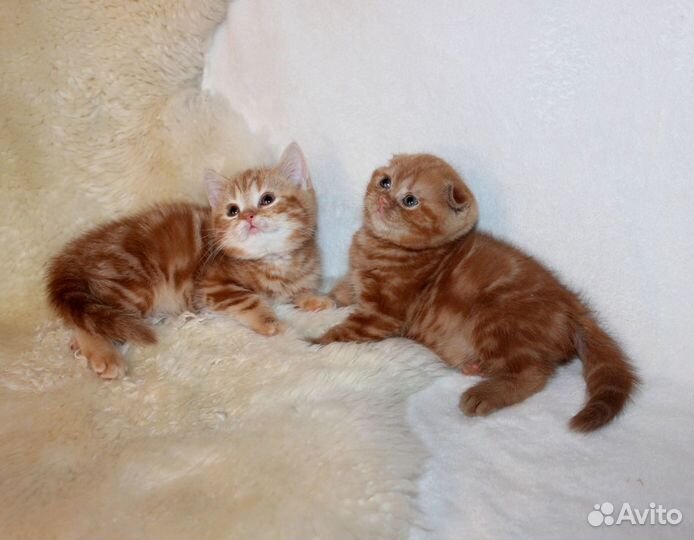 Шотландские котята ярко рыжие