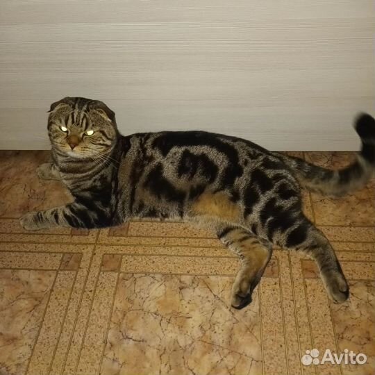 Шотландский кот вязка. Ищет себе невесту