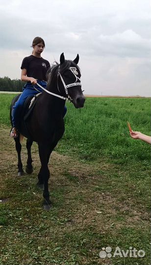 Верховая езда