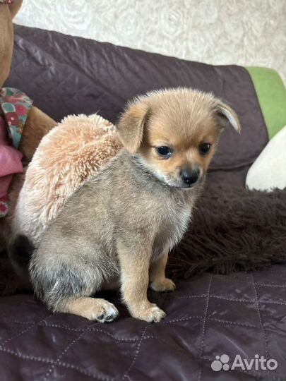 Щенки метисы