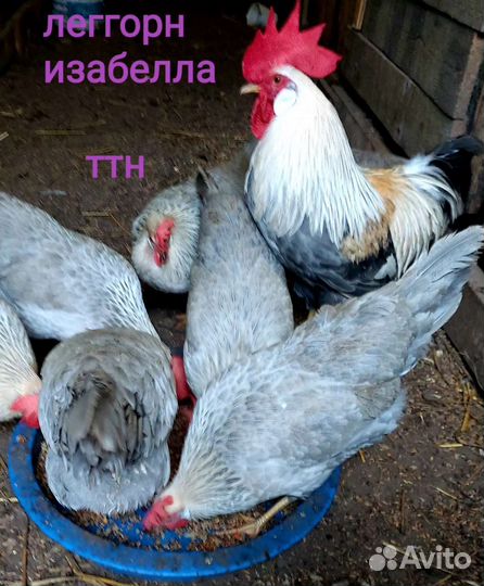 Куры несушки.Семьи