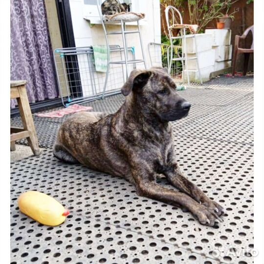 Собака метис Кане корсо