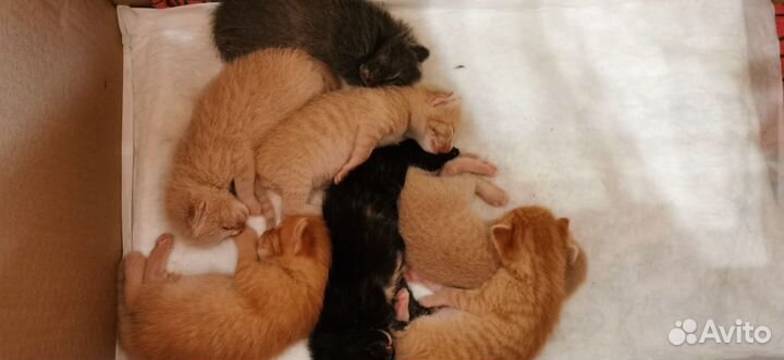 Котята в добрые руки