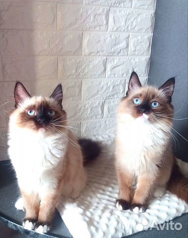 Рэгдолл с документами Москва