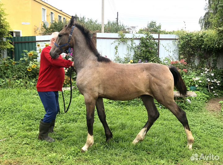 Жеребец орловский рысак