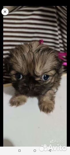 Щенки пекинеса