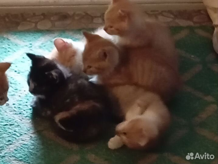 Котята в добрые руки