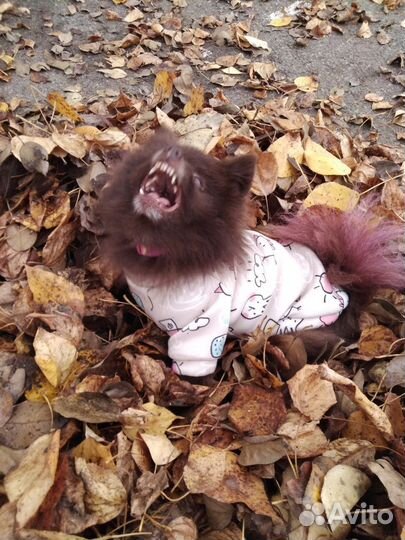 Выгул собак