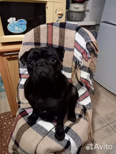 Мопс вязка мальчик