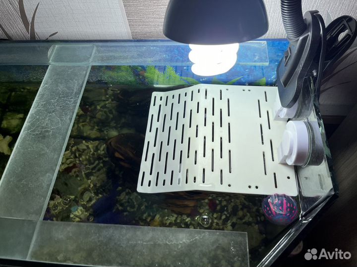 Черепаха с аквариумом и рыбками