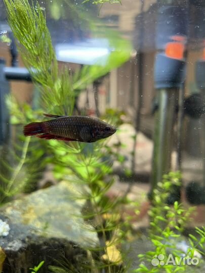 Рыба петушок самка