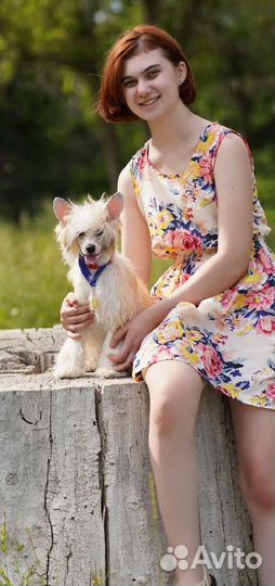 Китайская хохлатая пуховая