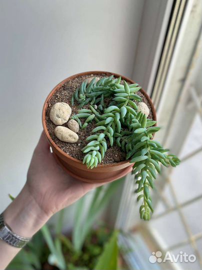 Очиток Моргана