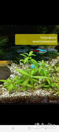 Аквариумные растения прополка