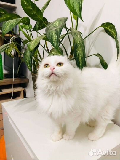 Кошка в хорошие руки