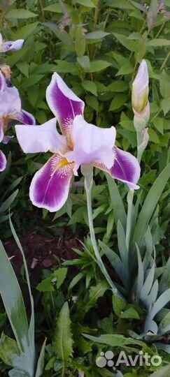Ирисы бородатые