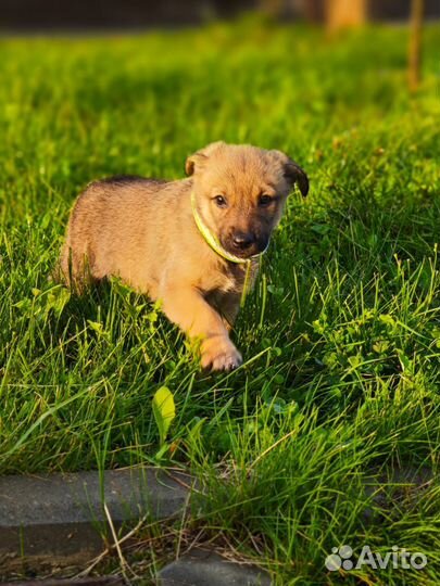 Щенок девочка