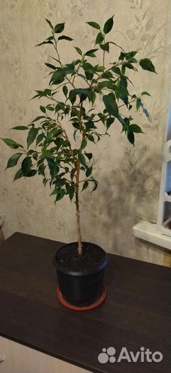 Антуриум, замиокулькас спатифиллум хавортия фикус