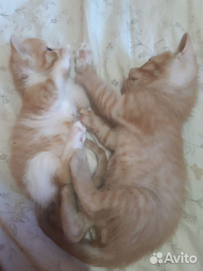 Продаются котята