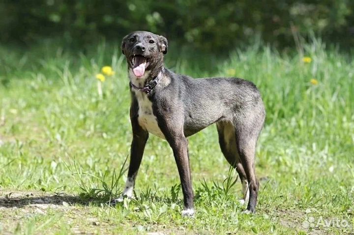 Изящная небольшая собачка ищет дом в добрые руки