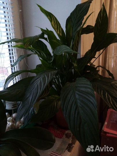 Спатифиллум, Орхидеи