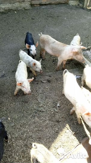 Поросята породы дюрок