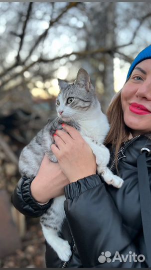 Кошка в дар