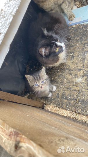 Котята в добрые руки