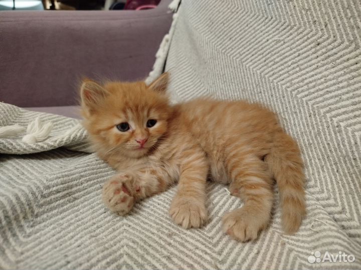 Котята Сибирские рыжие