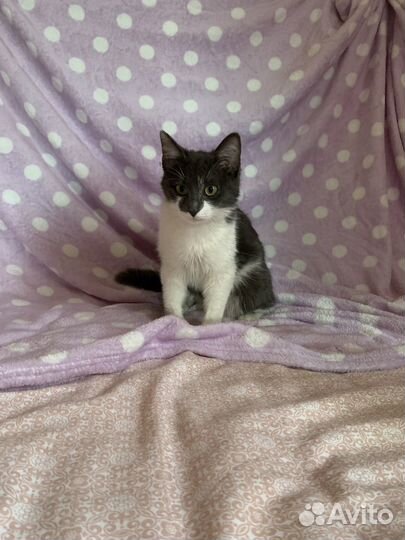 Котёнок девочка стерелизована