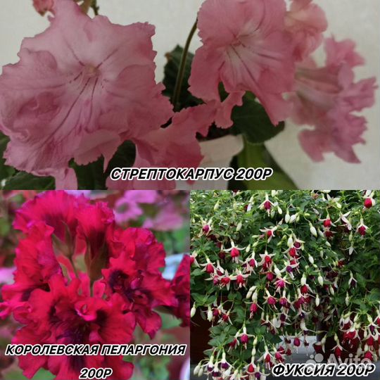 Комнатные цветы