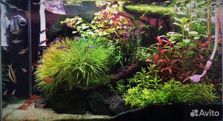 Запуск и обслуживание растительных аквариумов