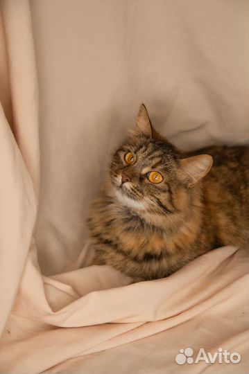 Янтарная кошечка