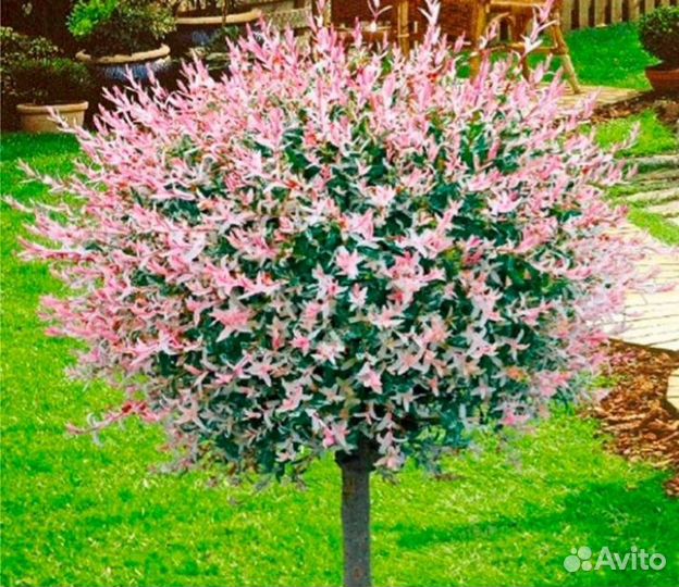 Ива хакуро нишики