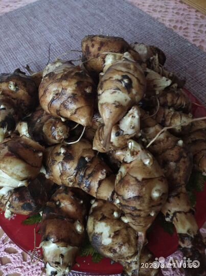 Топинамбур