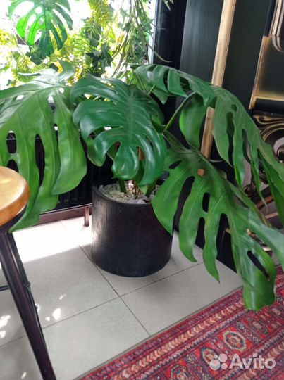 Монстера кошпо, искусственное растение