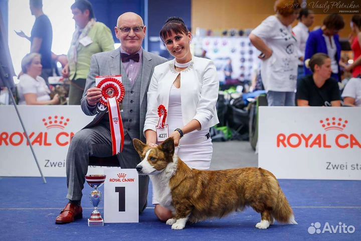 Хендлер, подготовка к выставке