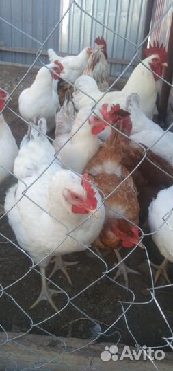 Куры молодки несушки