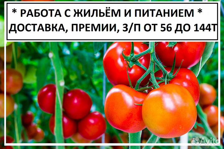 Сортировка Фасовка уборка урожая Вахта с жильём