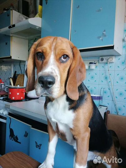 Бигль вязка